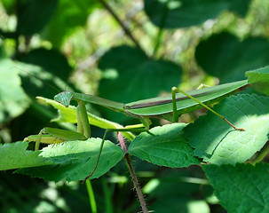 Image showing Praying Mantis