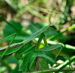 Image showing Praying Mantis 