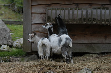 Image showing Goats_19.06.2005