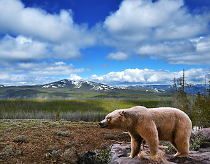 Image showing mountain landscape with bear