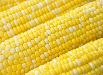 Image showing Ears of corn