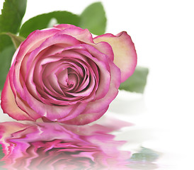 Image showing pink rose