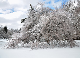 Image showing after ice storm
