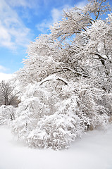 Image showing trees after ice storm