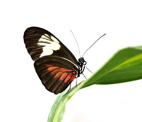 Image showing tropical butterfly