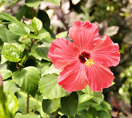Image showing hibiscus flower