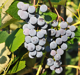 Image showing bunches of blue grapes in Vineyard