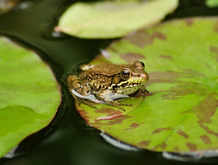 Image showing water frog