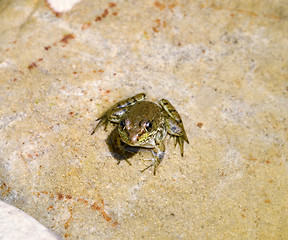 Image showing water green frog