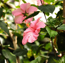 Image showing Pink Hibiscus Flowers