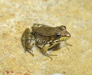 Image showing water green frog