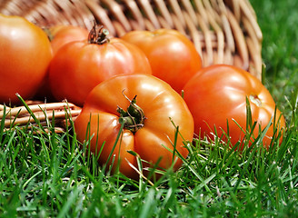 Image showing tomatoes