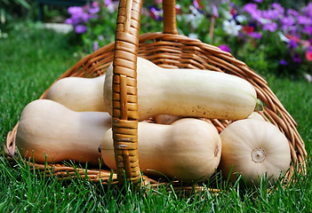 Image showing butternut squash