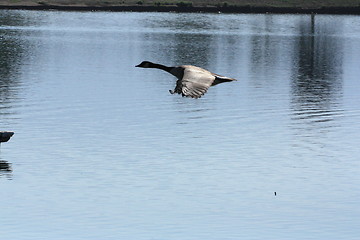 Image showing Goose over water