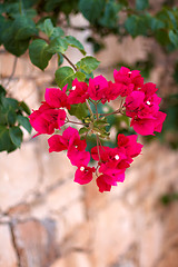 Image showing  small red flowers in the shape of a heart