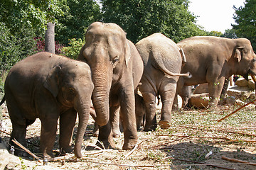 Image showing elephants