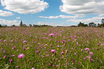 Image showing  wild pink flowers field under blue cloud sky