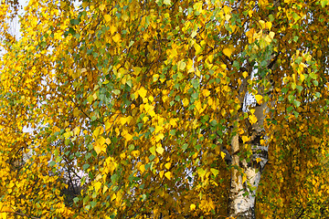 Image showing autumn leaves of birch tree