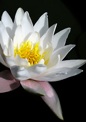 Image showing blooming white water lily