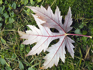 Image showing Autumn: leaf