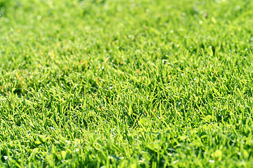 Image showing green grass horizontal