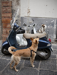 Image showing Cat and dog in love