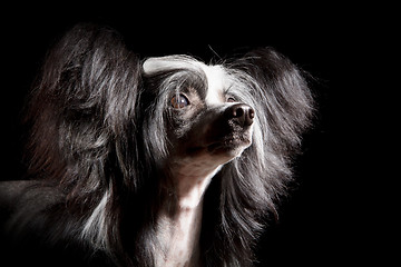 Image showing Chinese Crested