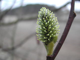 Image showing Grey willow / catkins