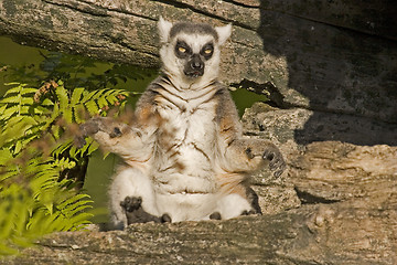Image showing Lemur