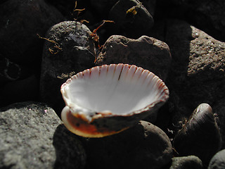 Image showing Shell