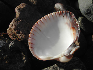 Image showing Shell