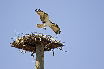 Image showing Osprey