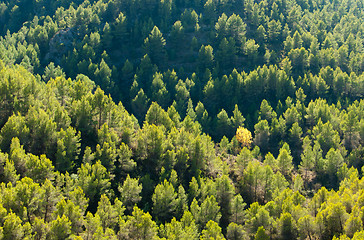 Image showing Mediterranean pine tree forest