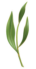 Image showing Tea leaf 