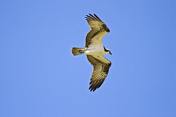 Image showing Osprey