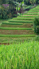 Image showing Rice terraces in Sapa Valley, Vietnam