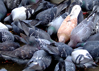 Image showing Pigeons