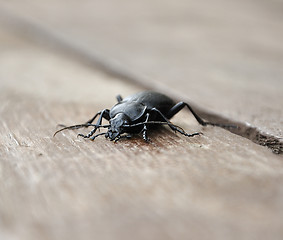 Image showing Ground beetles