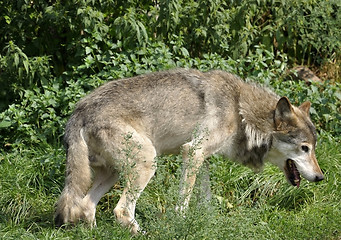 Image showing Grey Wolf