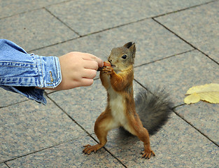 Image showing Squirrel feeding