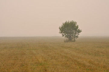 Image showing Lonely tree in a misty field.