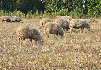 Image showing grazing sheep
