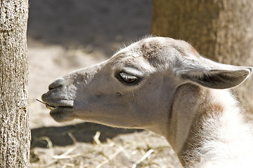 Image showing Llama