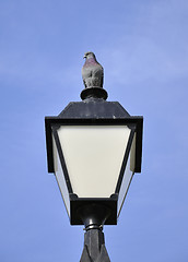 Image showing Pigeon on the lamp