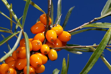 Image showing sea-buckthorn berries