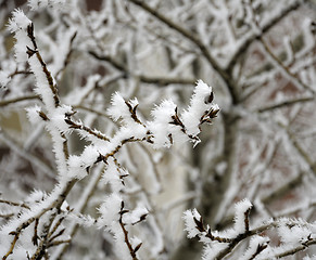 Image showing icy tree branches