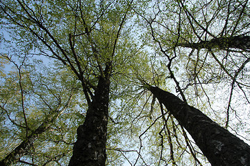 Image showing Birch tree's