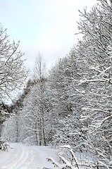 Image showing winter forest