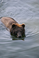 Image showing Swimming Bear
