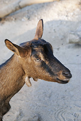 Image showing Goat